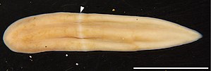 Xenoturbella japonica