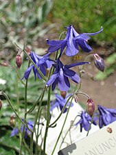 Fleurs d'Aquilegia einseleana.