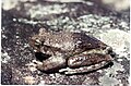 Image 26This frog changes its skin colour to control its temperature. (from Animal coloration)