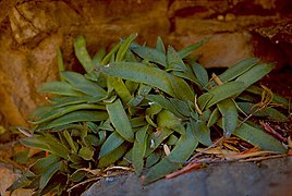 Crassula brachystachya ✓