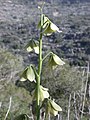 Fritillaria persica