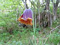 Fritillaria pyrenaica