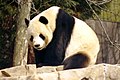 A male Giant panda called Tian Tian