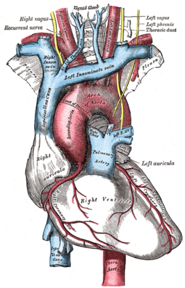 De aorta thoracica, hart en andere grote vaten