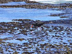 Swarttobie in die De Hoop-Natuurreservaat.