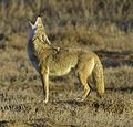 Kojote (Canis latrans)