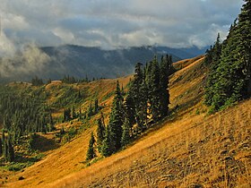 Subalpine fir in a meadow on Hurricane Ridge