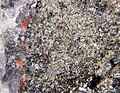 Kuznetsovite: another rare arsenate of mercury: expanse of beige crystals