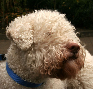 Pepe "Grillo ciego" Lagotto. Departamento de Investigaciones y Entretenimiento. C: BLUE.