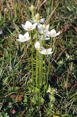 Suovilukko eli vilukko (Parnassia palustris)