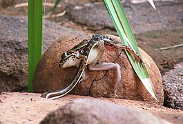 Gelbbauch-Sandrennnatter (P. subtaeniatus) mit Froschlurch