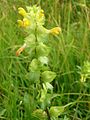 Contoh perbungaan frondo-bracteate. Rhinanthus angustifolius.