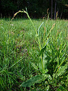 Sauerampfer (Rumex acetosa)