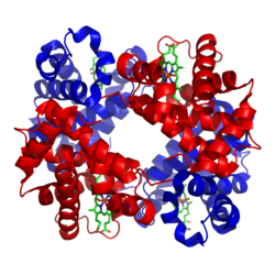 Hämoglobin α-Untereinheit