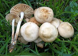 Aasnööbik Marasmius oreades