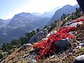 Arctostaphylos alpina in de herfst