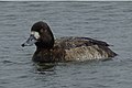 Aythya affinis femelle sur l'eau