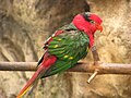 Josephine's lorikeet