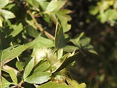 C.pudibunda