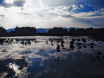 Lotuses in Dianchi