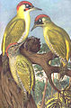 Green Woodpecker Picus viridis