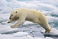 Un osu polar saltando ente los témpanos de la islla.