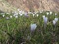 Crocus caeruleus