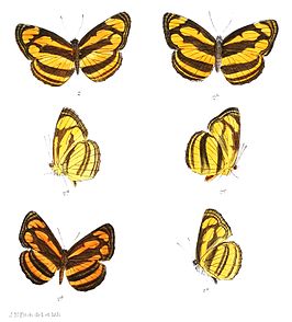 Pantoporia dindinga