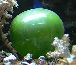 This unicellular bubble algae lives in tidal zones. It can have a 4 cm (1.6 in) diameter.[68]