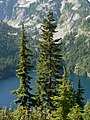 Abete delle rocce nel parco nazionale delle North Cascades