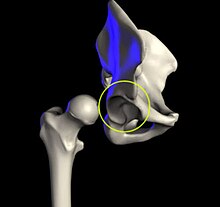 Acetabulum (model).jpg