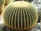 Echnocactus grusonii