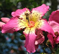 Ceiba speciosa Toborochi