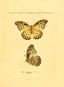 Anetia briarea