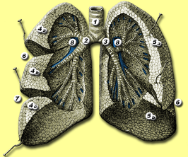 alt=1. luchtpijp (trachea) 2. rechter bronchus 3. linker bronchus 4. rechter long (pulmo dexter): bovenste (4a), middenste (4b) en onderste (4c) longlob 5. linker long (pulmo sinister): bovenste (5a) en onderste (5b) longlob 6. fissura obliqua 7. fissura horizontalis 8. arteria pulmonalis