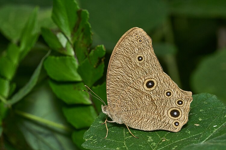 Бабочка Melanitis leda