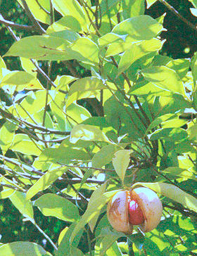 Muskatnødtræ (Myristica fragrans).