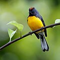 Adult near Tarcoles, Costa Rica, 18 March 2024