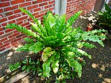 台湾、新竹市に植栽されるオオタニワタリ Asplenium antiquum