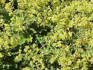 Alchemilla vulgaris