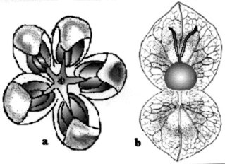 male flower and female flower with bracts