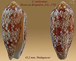 Conus auricomus