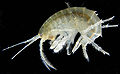 Gammarus roeselii, Amphipoda