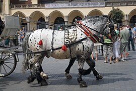 Decorative parade harness