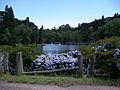 Hydrangeas along the Lago Negro (Back Lake)