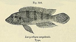 Lamprologus congoensis