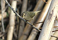 Phylloscopus collybita (Luì piccolo) a Roma, Parco della Caffarella (Parco Regionale dell'Appia Antica).