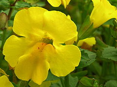 Description de l'image Mimulus guttatus ziedas.jpg.