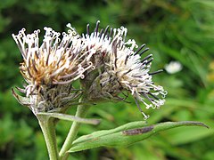 頭花は短い柄で散房状に密につく。花冠は淡紫色になる。