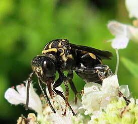 Triepeolus simplex, самка